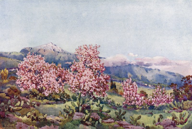 Flor de Amêndoa, Vale de Orotava (cor litho) de Ella Du Cane