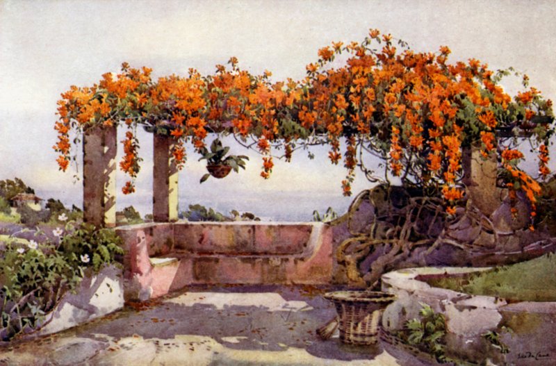 Bignonia Venusta (cor litho) de Ella Du Cane