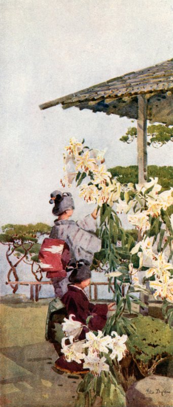 Liliun Auratum (cor litho) de Ella Du Cane