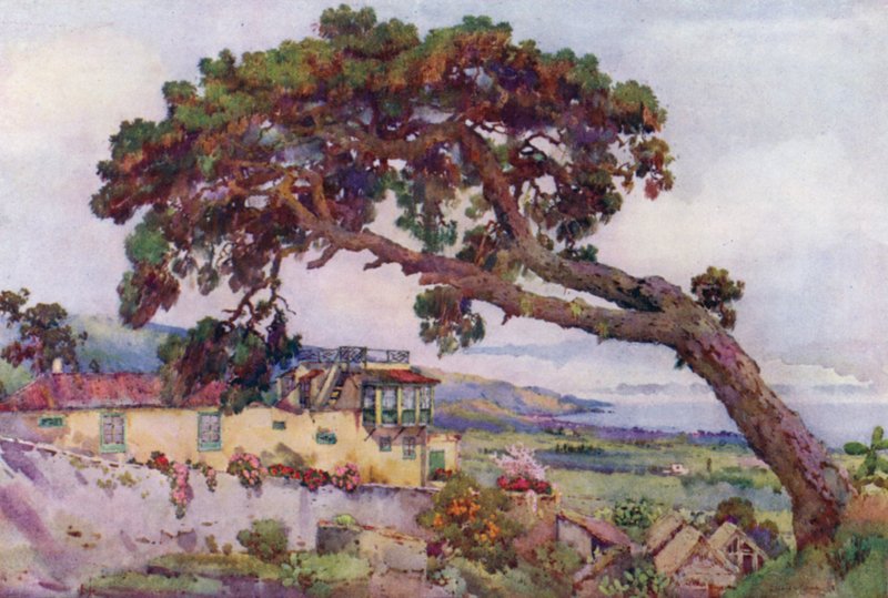 O Pinho das Canárias (cor litho) de Ella Du Cane