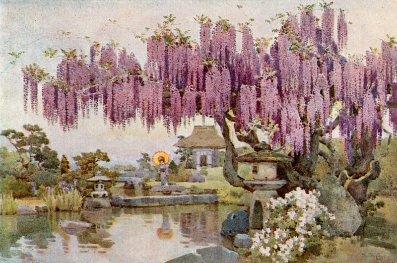 A Velha Wistaria (cor litho) de Ella Du Cane