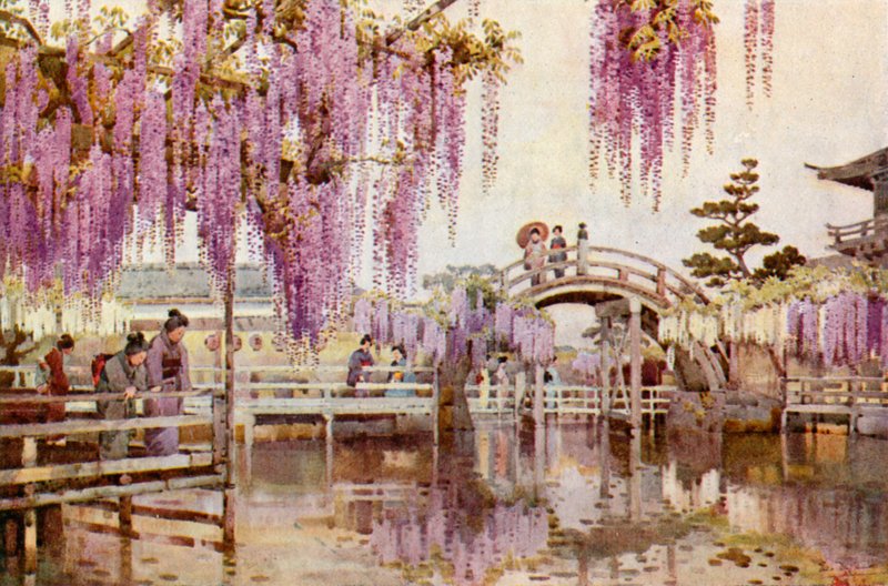 Wistaria, Kameido (colour litho) de Ella Du Cane