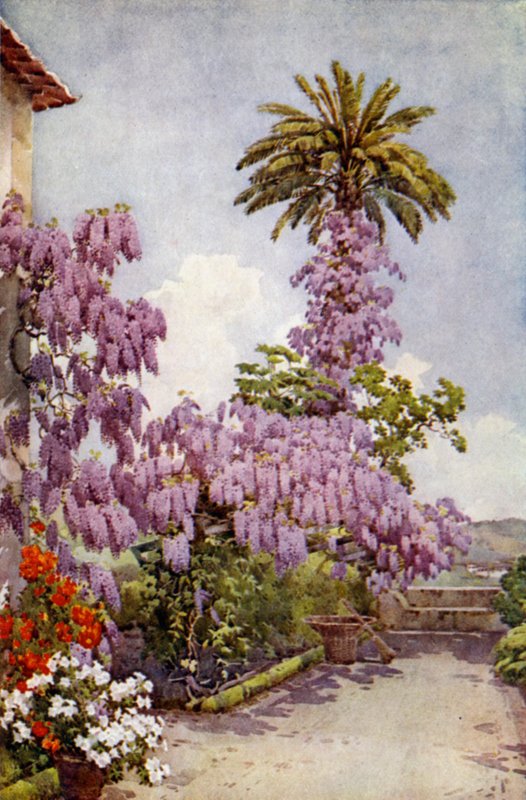 Wistaria, Quinta Da Levada (colour litho) de Ella Du Cane