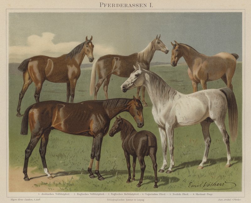 Raças de cavalos de Emil Volkers