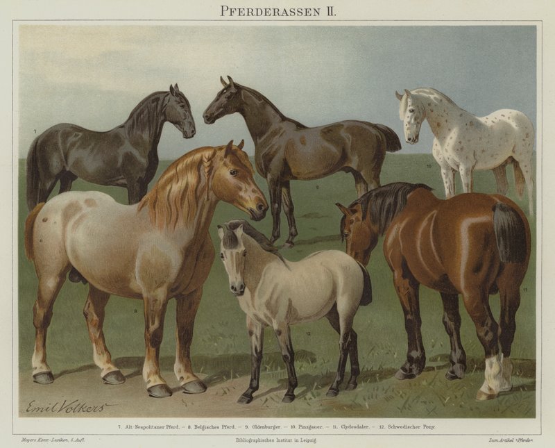 Raças de cavalos de Emil Volkers