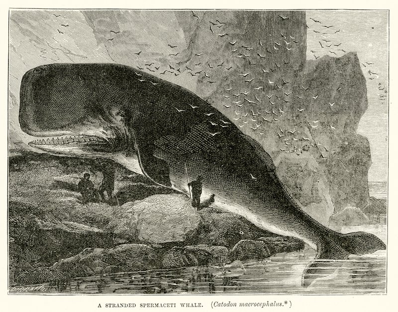 Uma baleia espermática (Catodon Macrocephalus) de English School