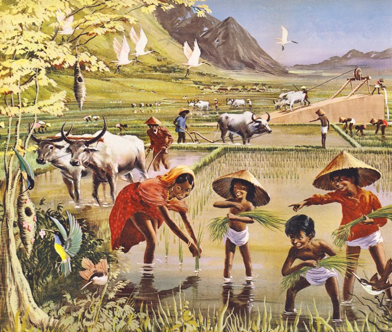 Um, arroz, ou, paddy, campo, em, malaya de English School