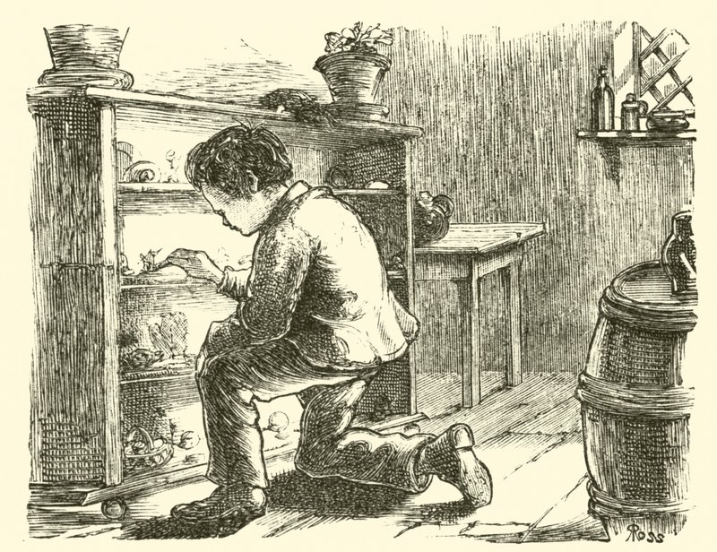 Edward Forbes, organizando seu museu em miniatura de English School