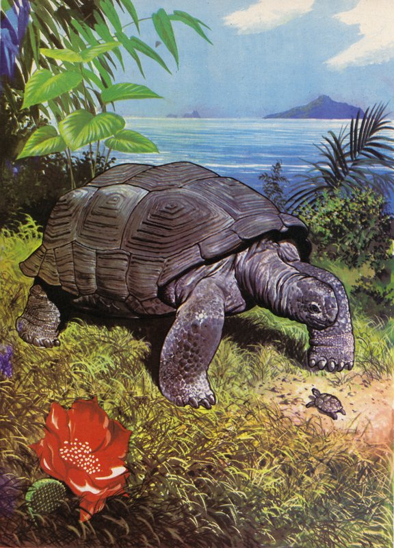 Tartaruga gigante nas Ilhas Galápagos de English School