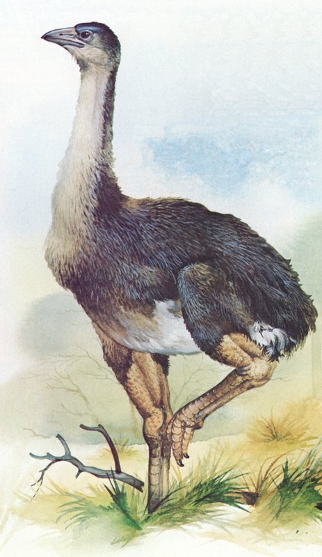 Moa, Dinornis Maximus, da Nova Zelândia, extinta em cerca de 1850 de English School
