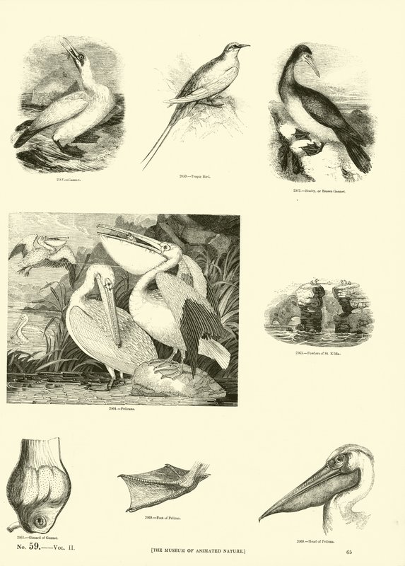 Página de The Pictorial Museum of Animated Nature de English School