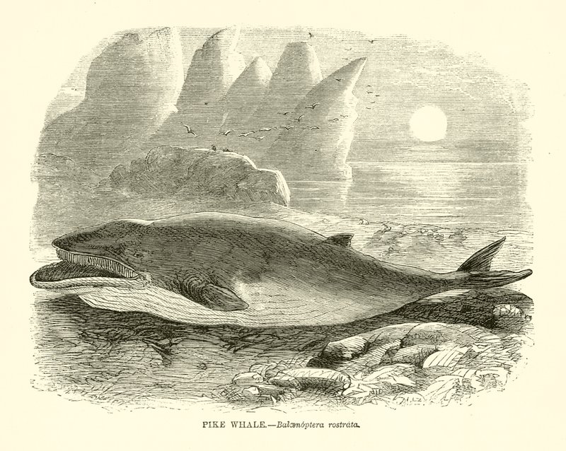 Pike Whale de English School