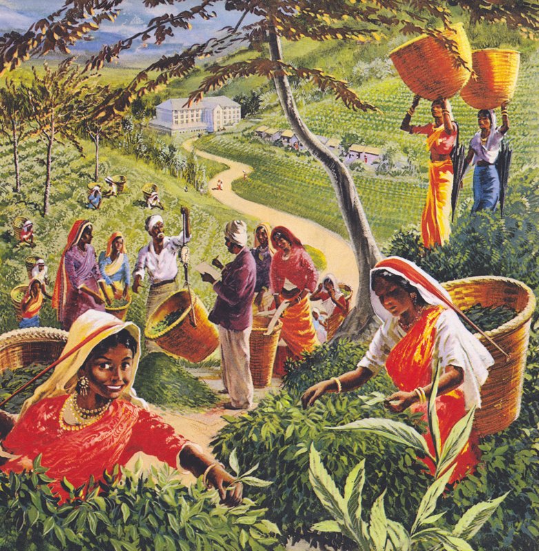 Plantação de chá no Ceilão, década de 1960. de English School