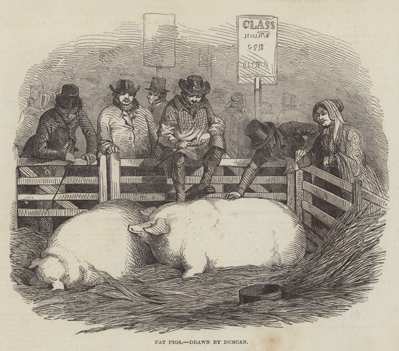 O Smithfield Club Cattle Show de English School