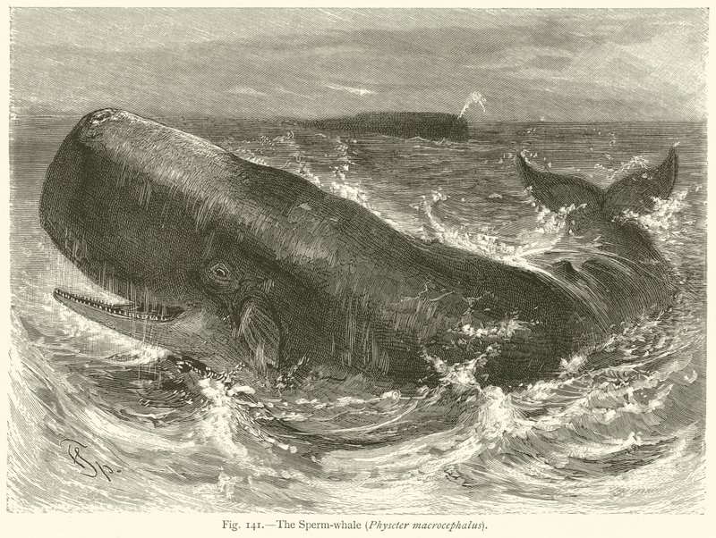 A Baleia-Esperma (Physeter Macrocephalus) de English School
