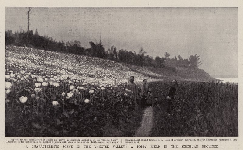 Uma cena característica no vale do Yangtsé, um campo de papoulas na província de Szechuan de English Photographer