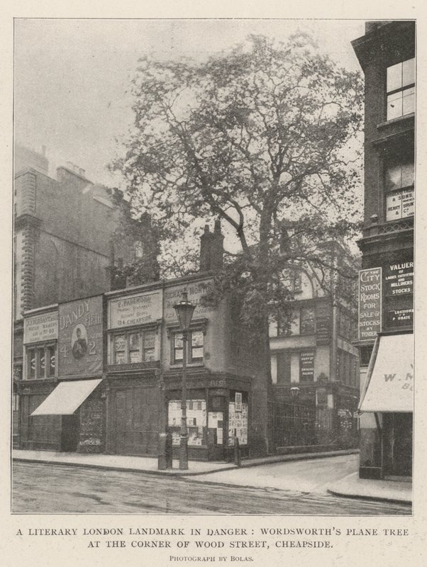 Um marco literário de Londres em perigo, Wordsworths Plane Tree no canto da rua de madeira, Cheapside de English Photographer