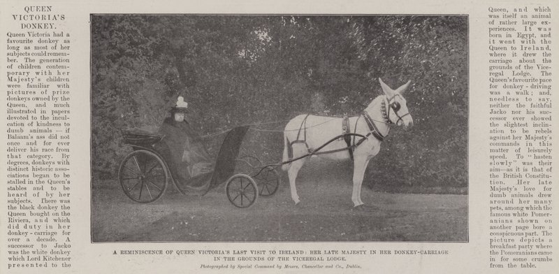 Uma reminiscência da última visita da rainha Victorias à Irlanda, Sua falecida majestade em seu carro de burro nas terras da Loja dos vice-reis de English Photographer