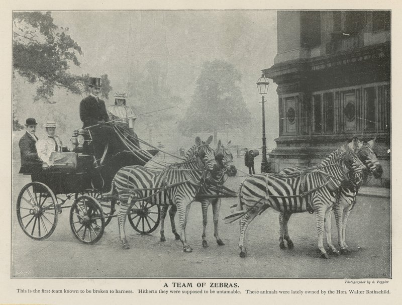 Uma equipe de zebras de English Photographer