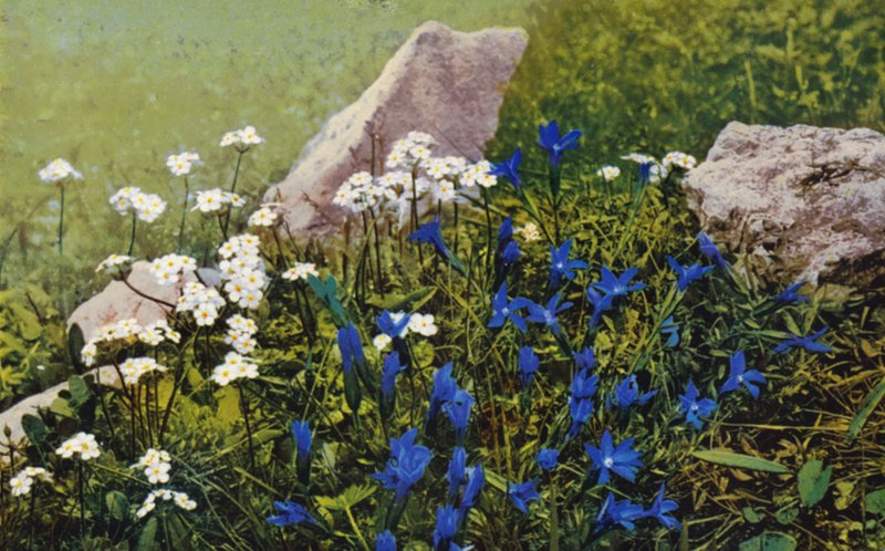 Flores alpinas: Androsace Chamaejasme e Gentiana Pumila (fotografia a cores) de English Photographer