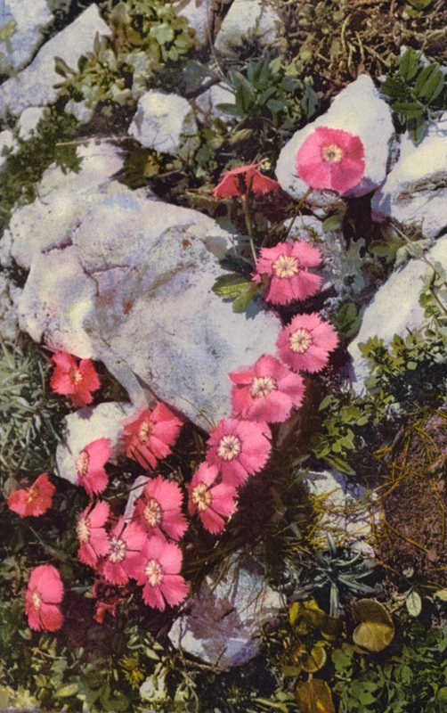 Flores alpinas: Dianthus Alpinus (fotografia a cores) de English Photographer