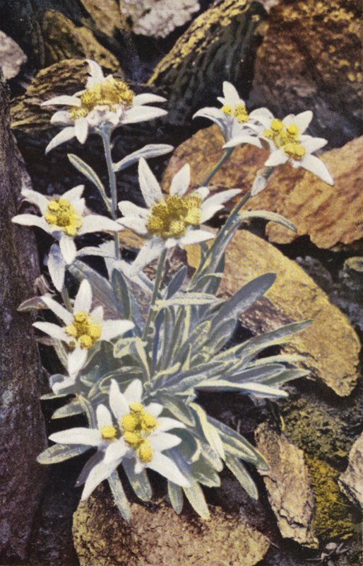 Flores alpinas: Edelweiss, Leontopodium Alpinum (fotografia a cores) de English Photographer