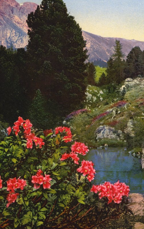 Flores alpinas: Rhododendron Ferrugineum (fotografia a cores) de English Photographer