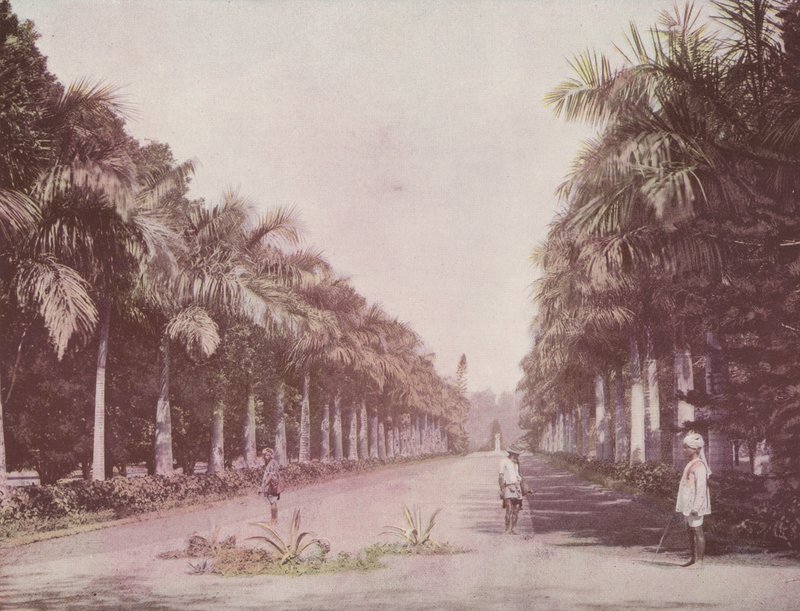 Avenida das palmeiras, jardins botânicos, Calcutá (foto colorida) de English Photographer