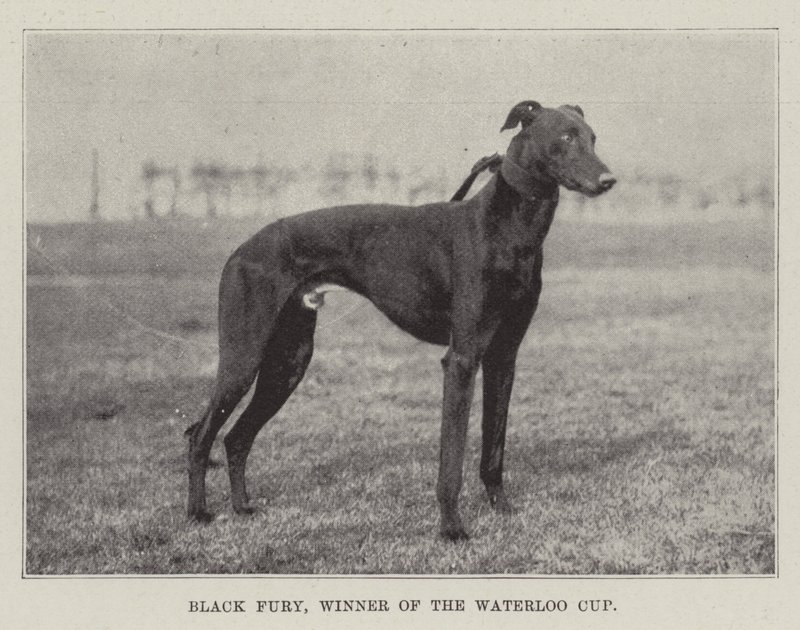 Fúria Negra, Vencedora da Taça de Waterloo de English Photographer