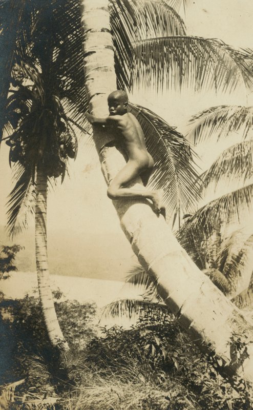 Menino subindo em uma árvore, Constant Bay, Jamaica de English Photographer