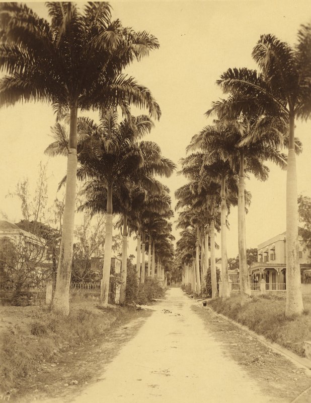 Bridgetown, barbados, um, avenida palmas de English Photographer