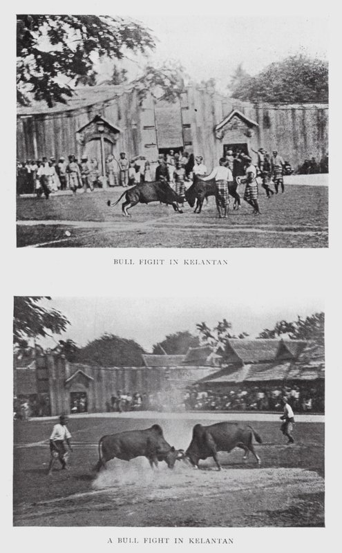 Luta de touros em Kelantan (foto a p/b) de English Photographer