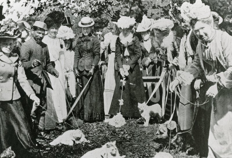Cat show no Royal Botanic Gardens, em Westminster, em 1900 de English Photographer