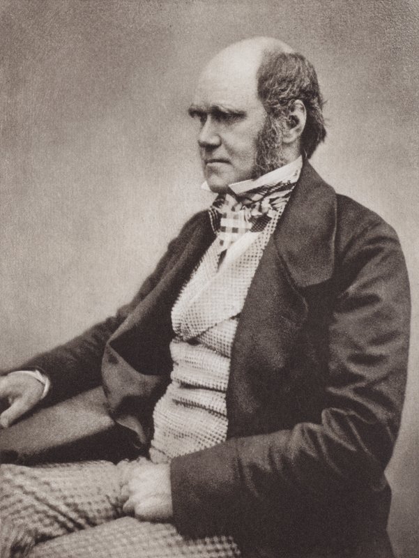 Charles Darwin, retrato, c 1854, a partir de uma fotografia de Maull  Fox (fotografia a preto e branco) de English Photographer