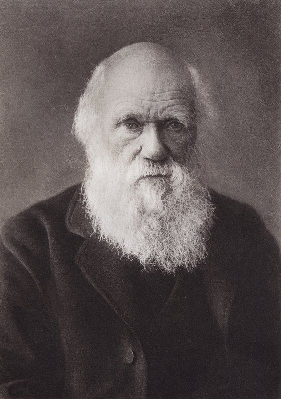 Charles Darwin, retrato, c 1880 (foto a p/b) de English Photographer