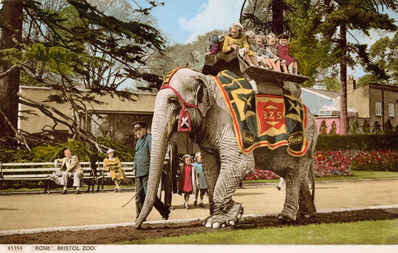 Crianças desfrutando de um passeio em Rosie the elephant, o Zoológico de Bristol (foto) de English Photographer