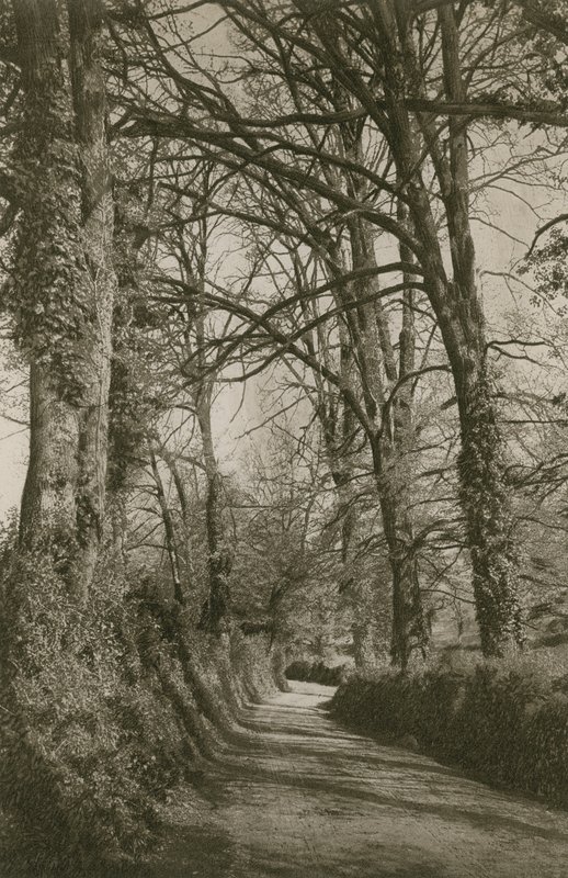 Cockington Lane, Devonshire, perto de Torquay de English Photographer