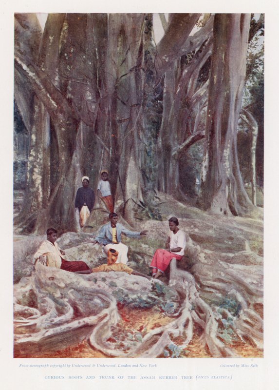 Curiosas raízes e tronco da árvore da borracha de Assam, Ficus Elastica (foto colorida) de English Photographer