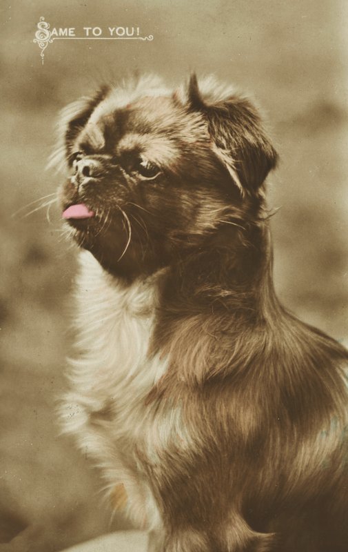Cão a pôr a língua de fora (fotografia a cores) de English Photographer