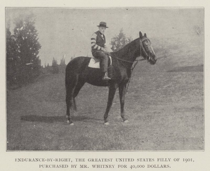Endurance-by-Right, o maior potro dos Estados Unidos de 1901, comprado pelo Sr. Whitney por 40.000 dólares de English Photographer