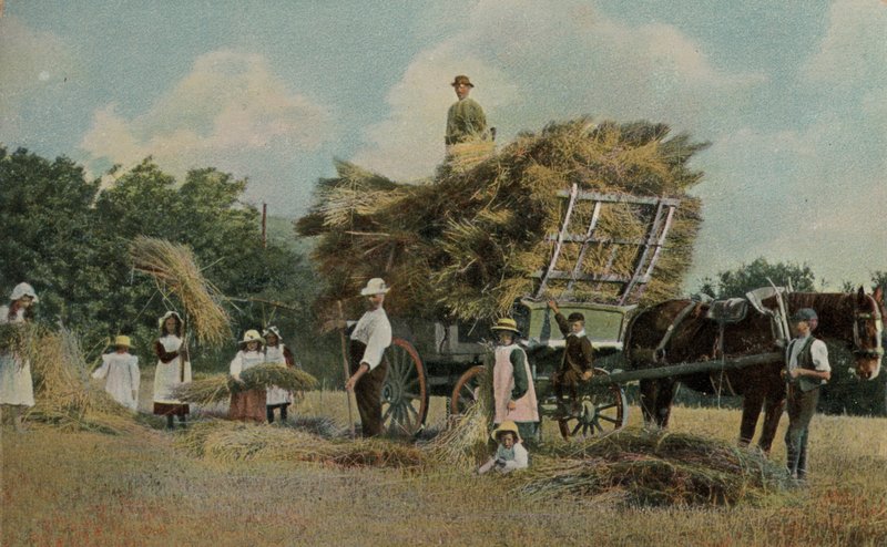 Trabalhadores agrícolas que colhem nos campos de English Photographer