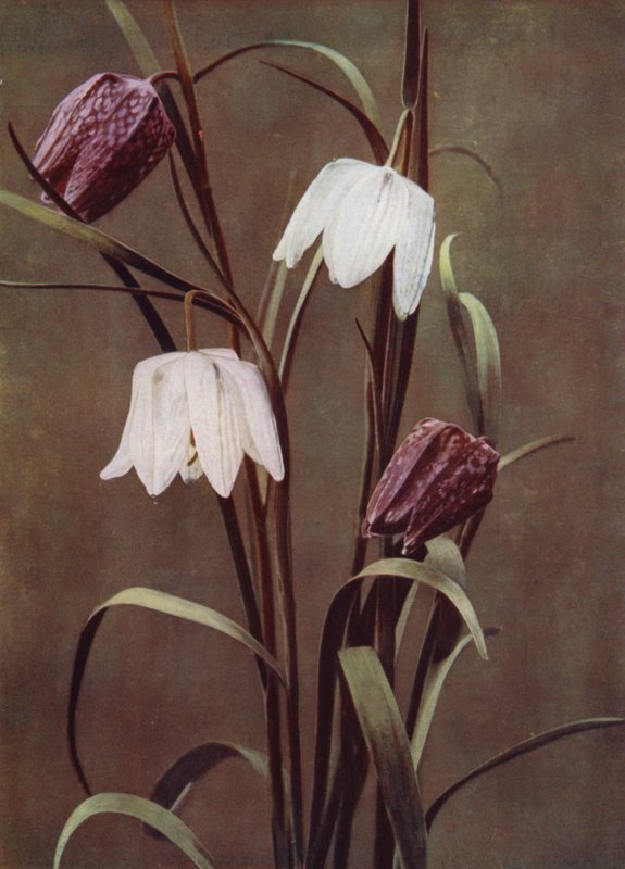 Fritilarias (foto) de English Photographer