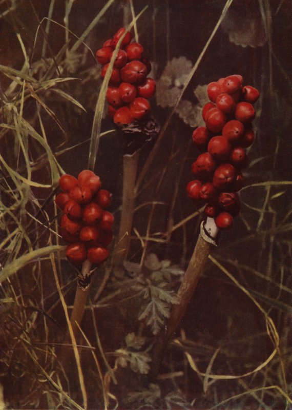 Fruta de cuco (foto) de English Photographer