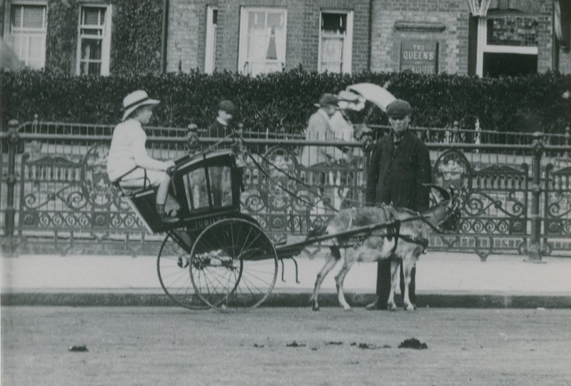 Transporte desenhado por cabras de English Photographer
