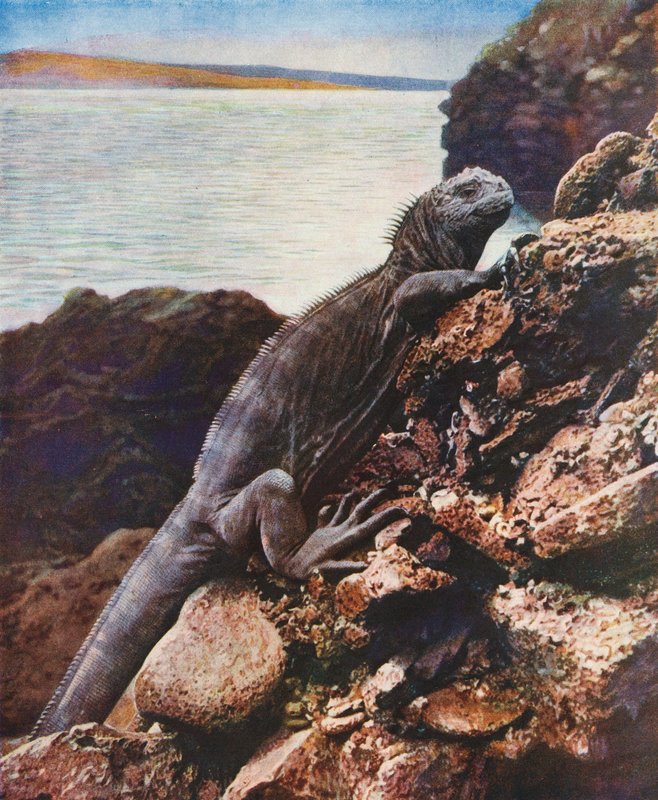 Grande iguana marinha numa das ilhas Galápagos (fotografia a cores) de English Photographer
