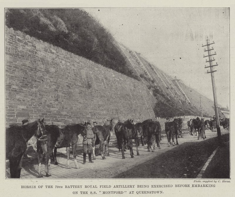 Cavalos da 79ª Bateria Real de Artilharia de Campo sendo exercida antes de embarcar no SS Montford em Queenstown de English Photographer