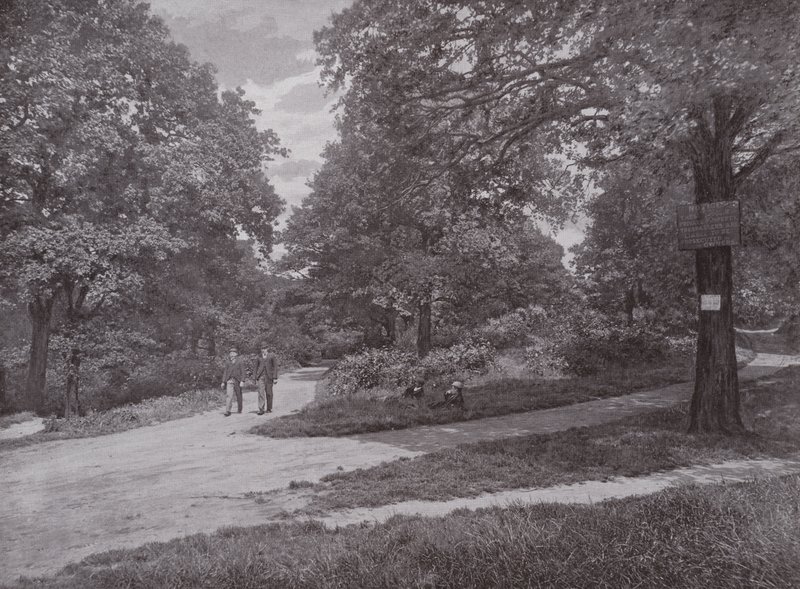 Em Queens Wood, Highgate de English Photographer