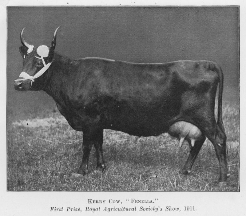 Kerry Cow, Fenella, Primeiro Prêmio, Royal Agricultural Society