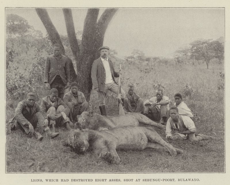 Leões, que haviam destruído Oito Asses, atiraram em Sebungu-Poort, Bulawayo de English Photographer