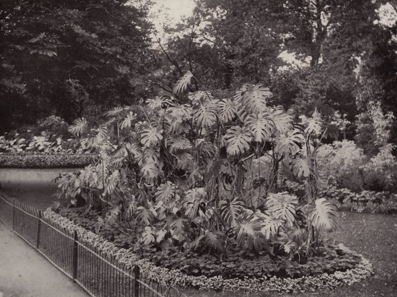 Monstera Deliciosa em Battersea Park (fotografia a preto e branco) de English Photographer